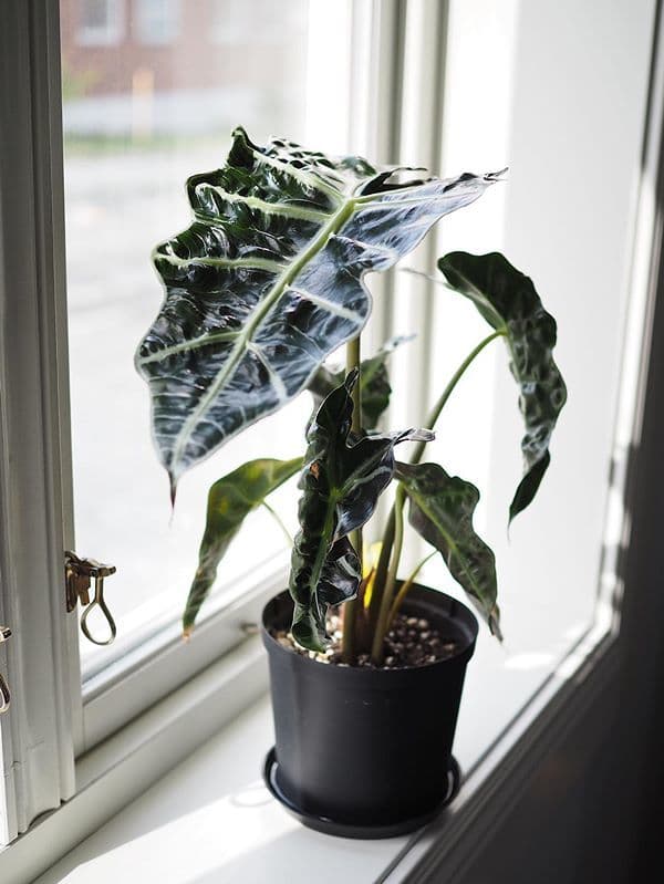 /images/plants/alocasia-amazonica-10.jpg