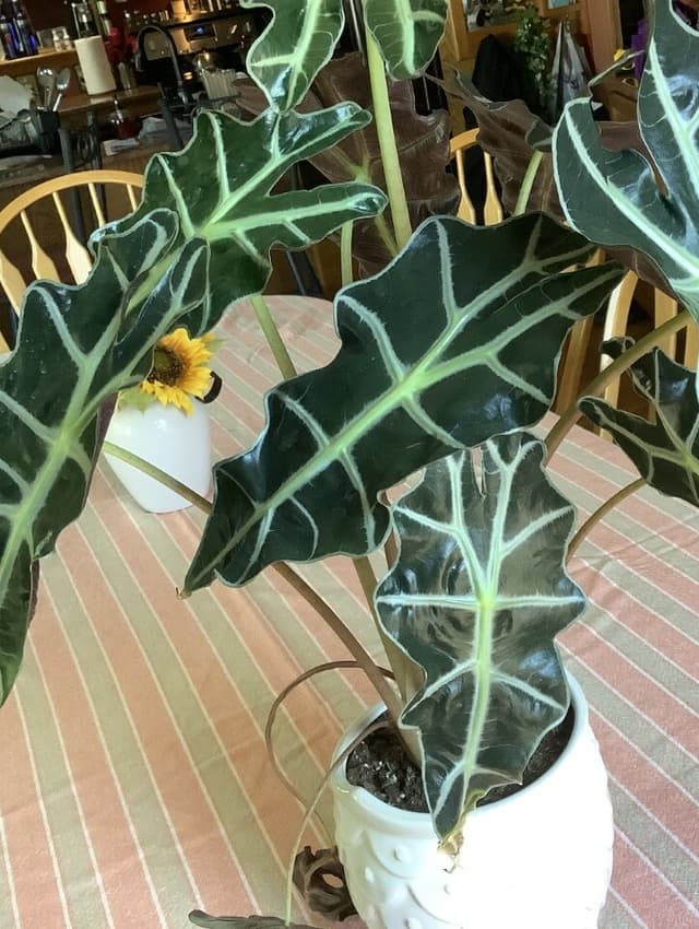 /images/plants/alocasia-amazonica-12.jpg