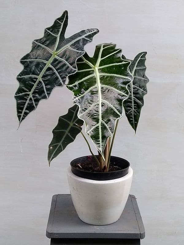 /images/plants/alocasia-amazonica-3.jpg