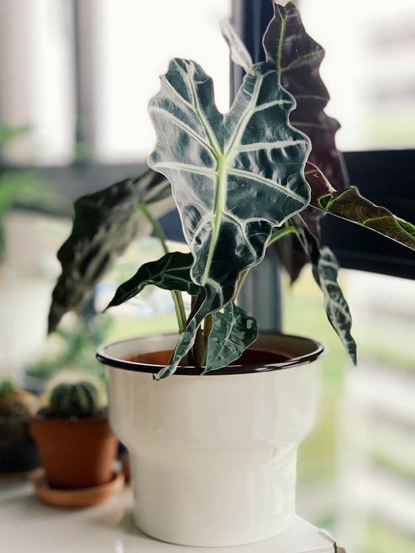 /images/plants/alocasia-amazonica-4.jpg
