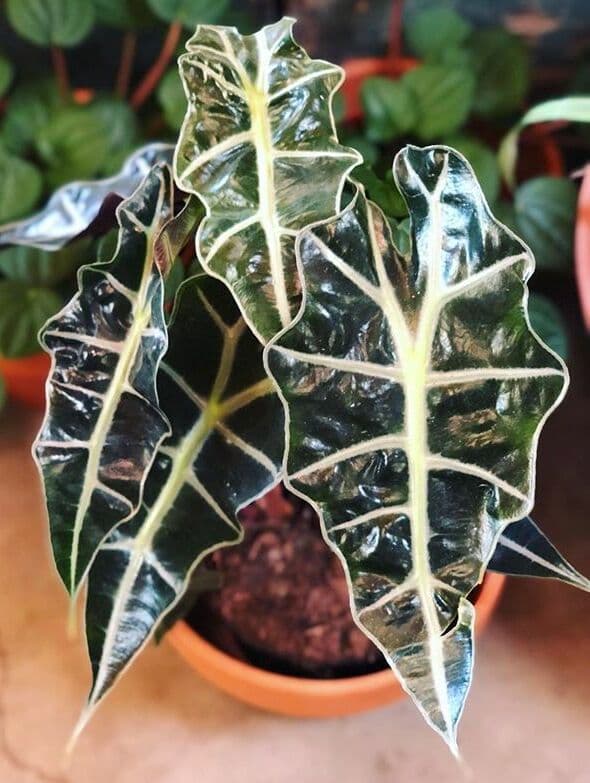 /images/plants/alocasia-amazonica-5.jpg