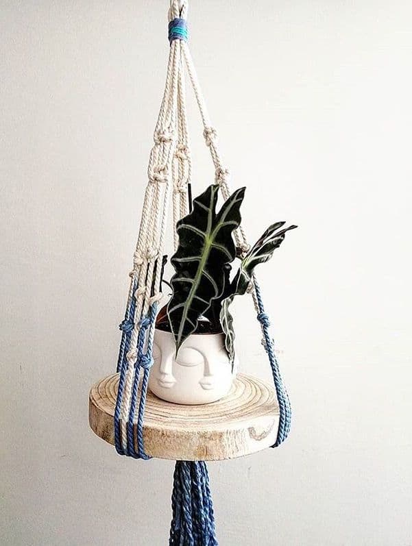 /images/plants/alocasia-amazonica-6.jpg