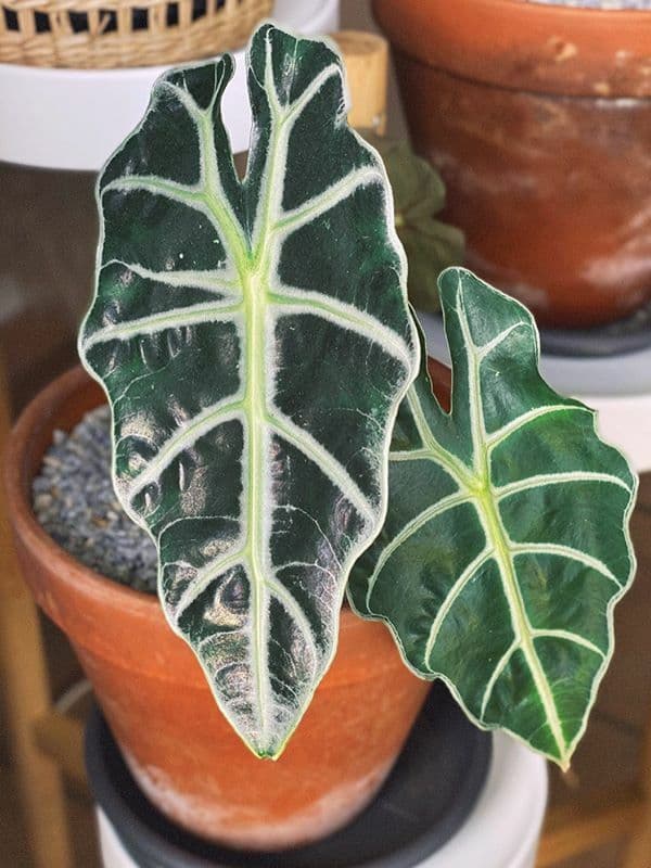 /images/plants/alocasia-amazonica-7.jpg