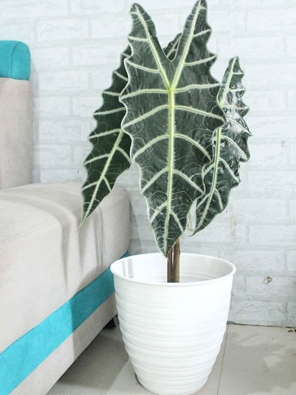 /images/plants/alocasia-amazonica-8.jpg