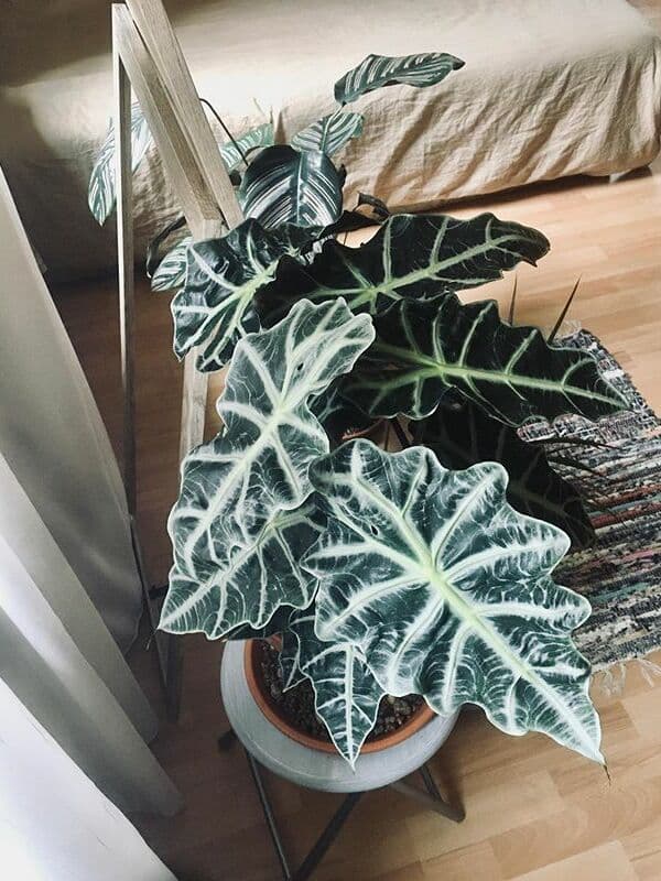 /images/plants/alocasia-amazonica-9.jpg