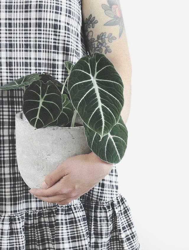 /images/plants/alocasia-reginula-11.jpg