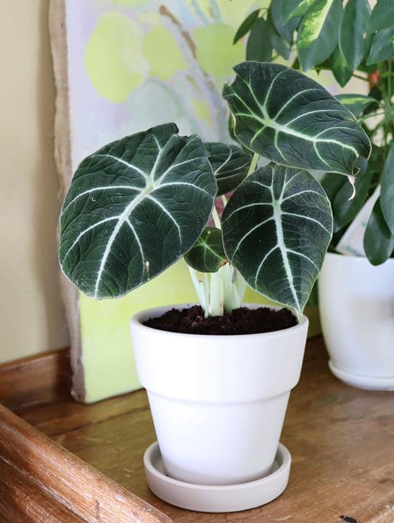 /images/plants/alocasia-reginula-4.jpg