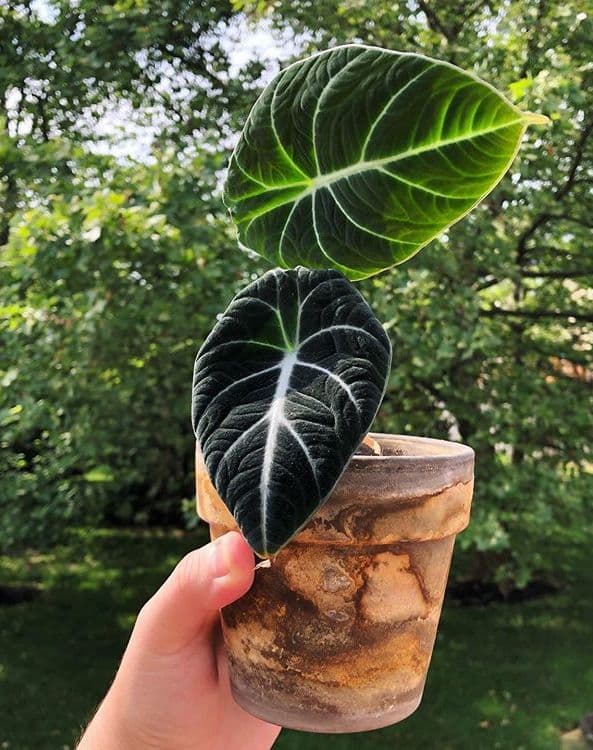 /images/plants/alocasia-reginula-6.jpg