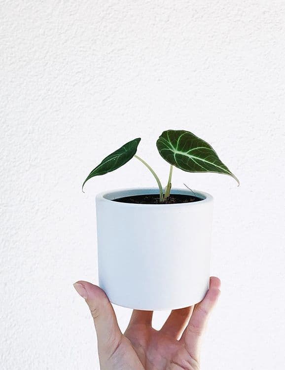 /images/plants/alocasia-reginula-7.jpg