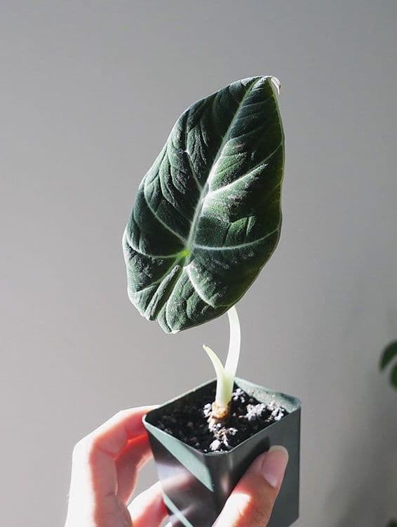 /images/plants/alocasia-reginula-9.jpg