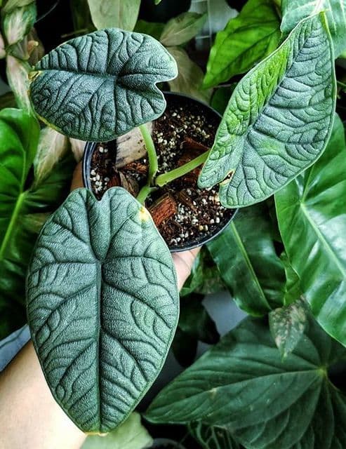 /images/plants/alocasia-rugosa-1.jpg