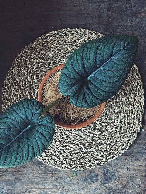 /images/plants/alocasia-rugosa-2.jpg