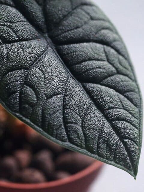 /images/plants/alocasia-rugosa-4.jpg