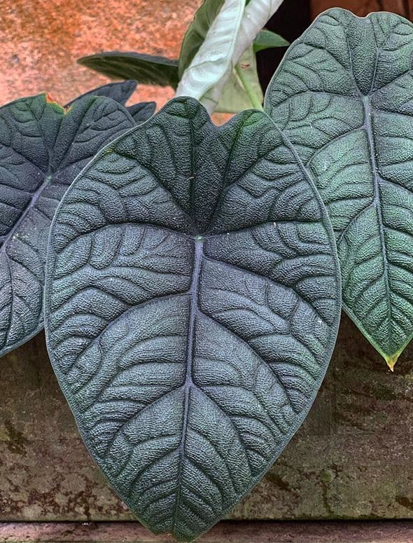 /images/plants/alocasia-rugosa-6.jpg