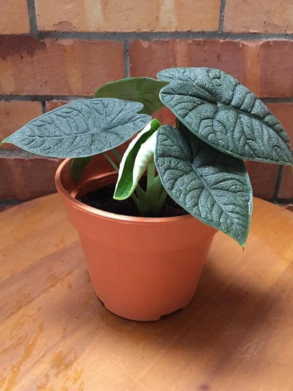 /images/plants/alocasia-rugosa-7.jpg