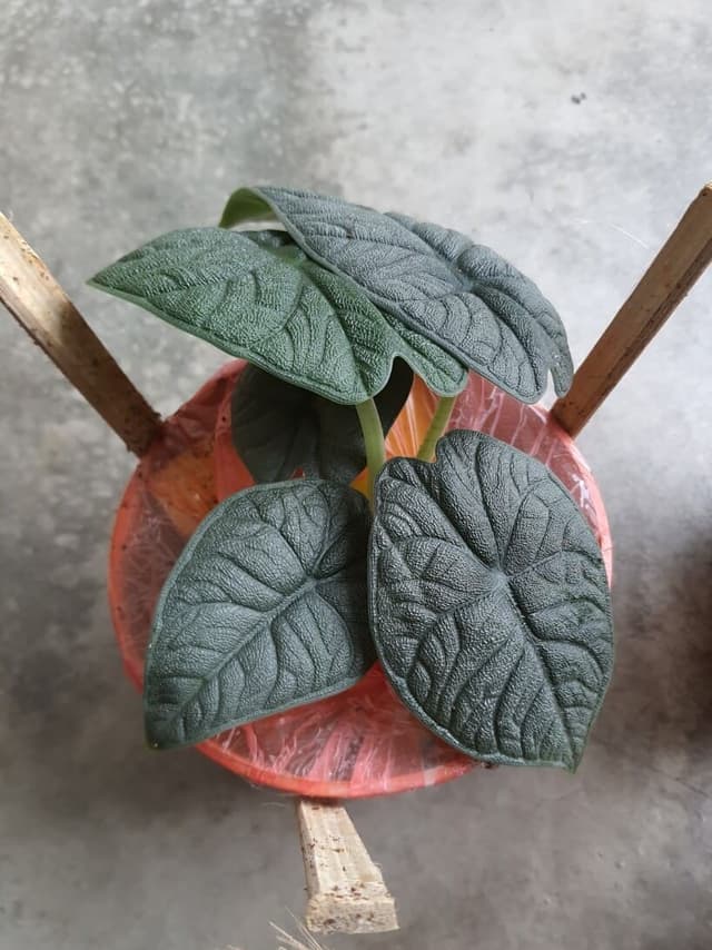 /images/plants/alocasia-rugosa-9.jpg