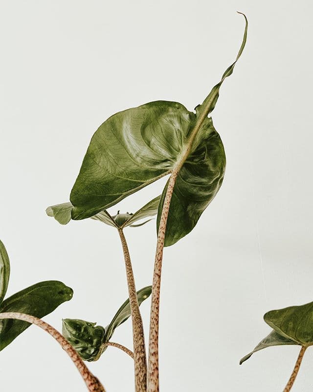/images/plants/alocasia-stingray-10.jpg
