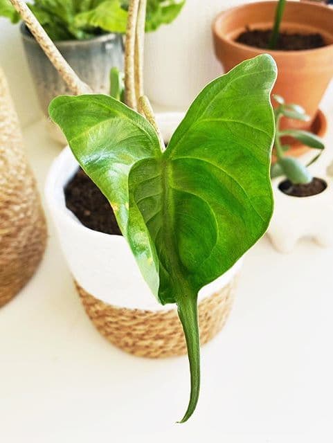 /images/plants/alocasia-stingray-11.jpg