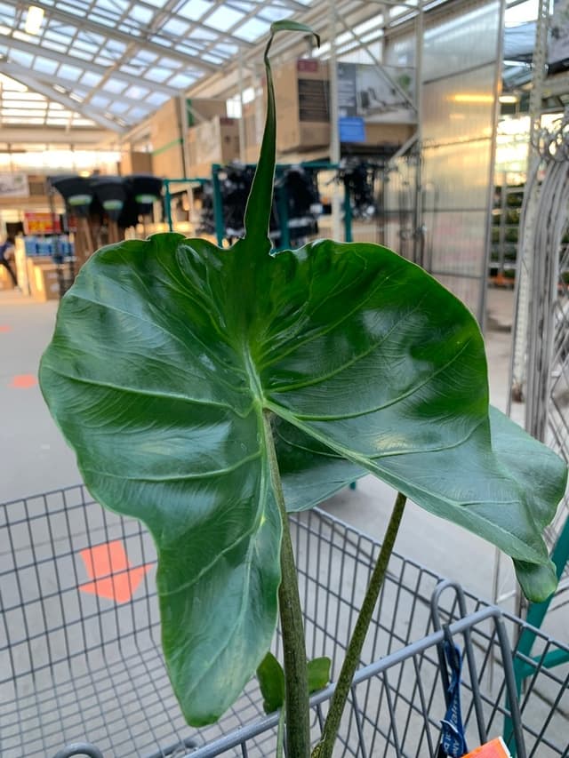 /images/plants/alocasia-stingray-12.jpg