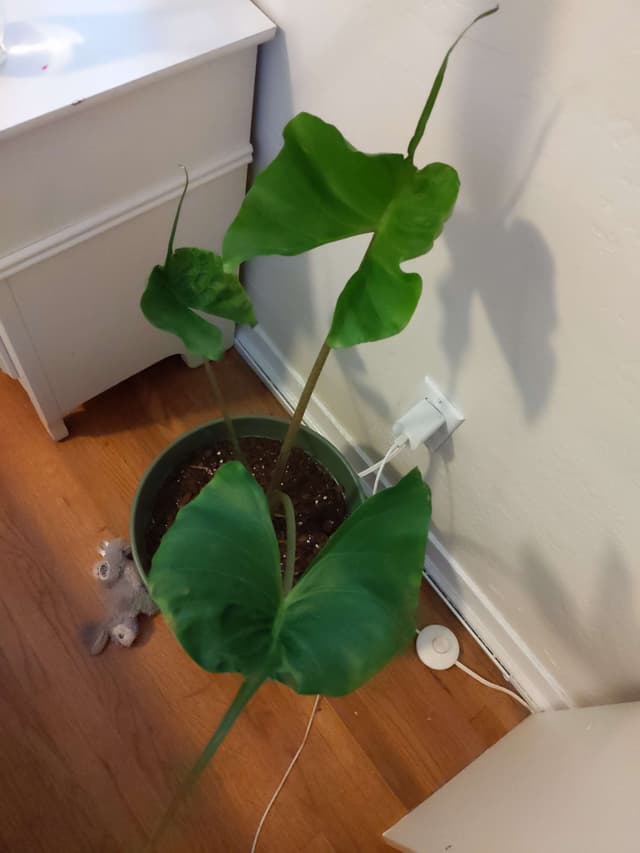 /images/plants/alocasia-stingray-14.jpg
