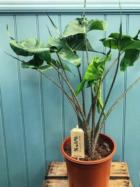 /images/plants/alocasia-stingray-2.jpg