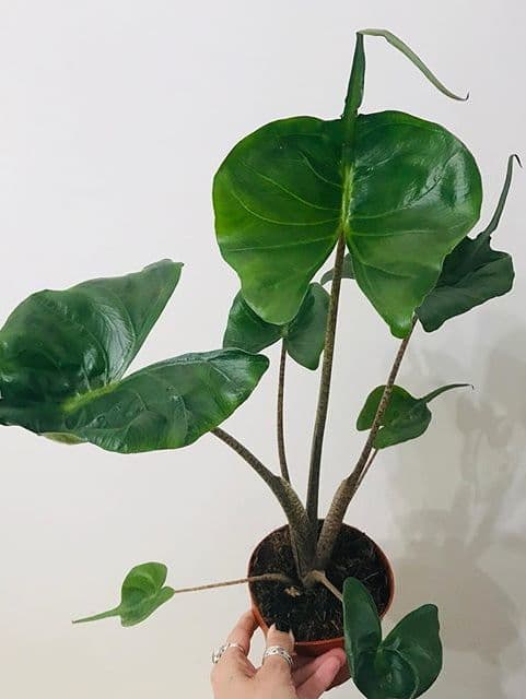 /images/plants/alocasia-stingray-6.jpg