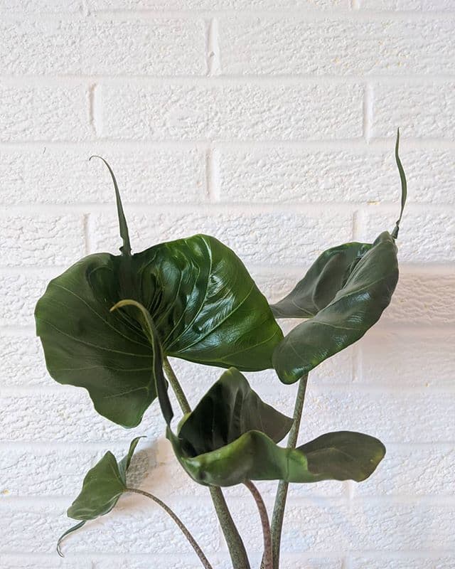 /images/plants/alocasia-stingray-9.jpg