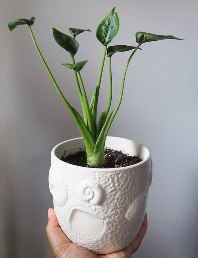 /images/plants/alocasia-tiny-dancer-1.jpg