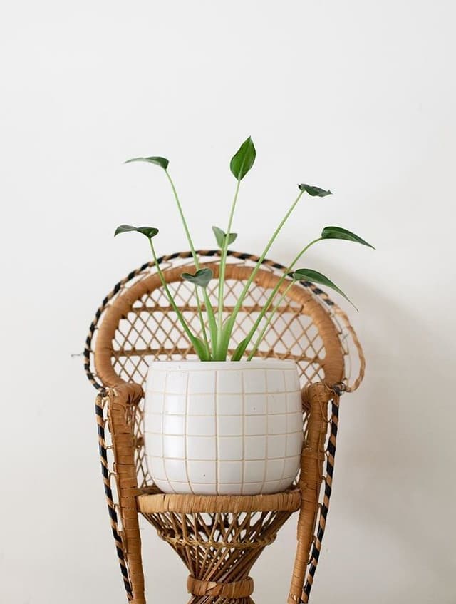 /images/plants/alocasia-tiny-dancer-10.jpg