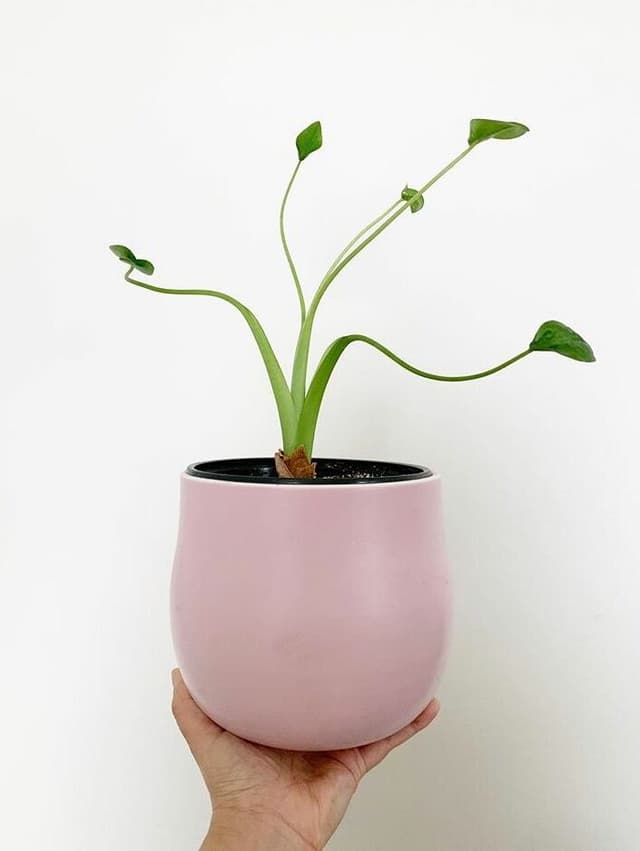/images/plants/alocasia-tiny-dancer-12.jpg