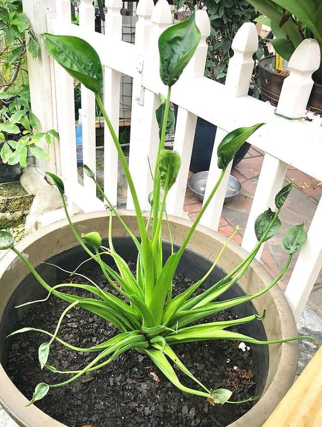 /images/plants/alocasia-tiny-dancer-14.jpg