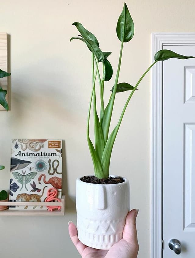 /images/plants/alocasia-tiny-dancer-3.jpg