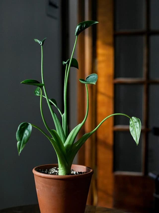 /images/plants/alocasia-tiny-dancer-4.jpg