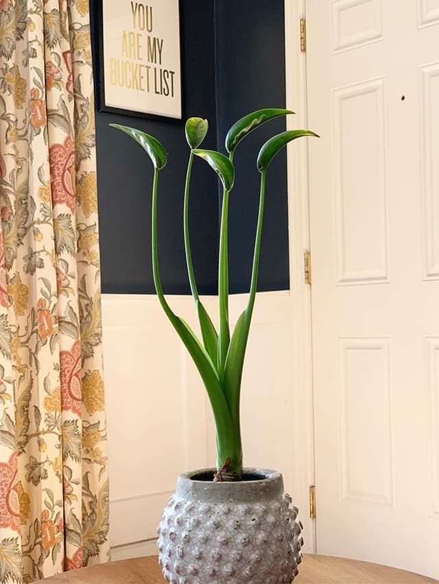 /images/plants/alocasia-tiny-dancer-6.jpg