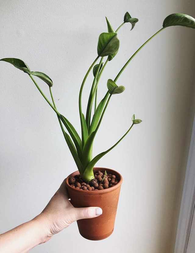 /images/plants/alocasia-tiny-dancer-7.jpg