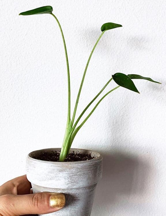 /images/plants/alocasia-tiny-dancer-8.jpg