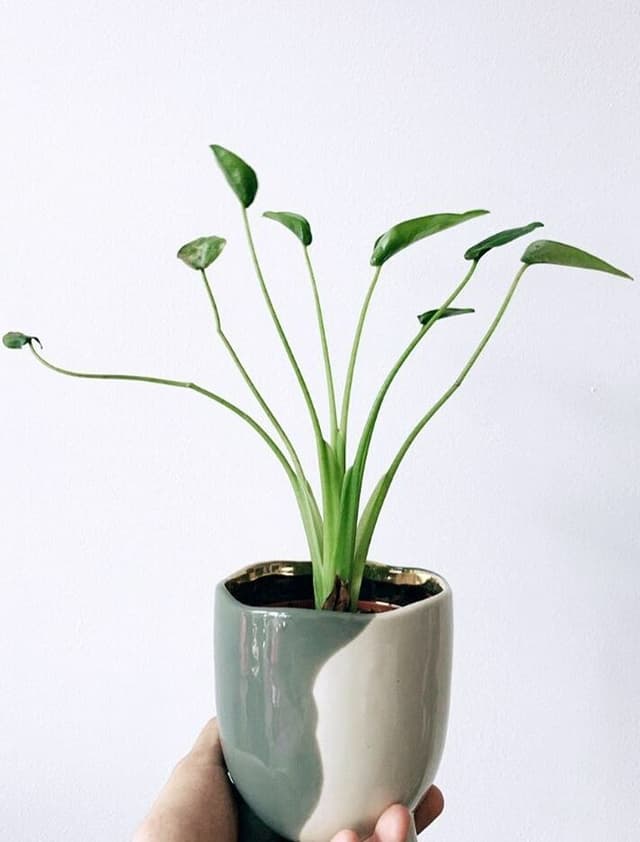 /images/plants/alocasia-tiny-dancer-9.jpg