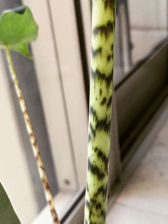 /images/plants/alocasia-zebrina-10.jpg