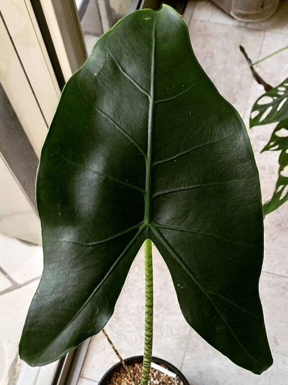 /images/plants/alocasia-zebrina-11.jpg