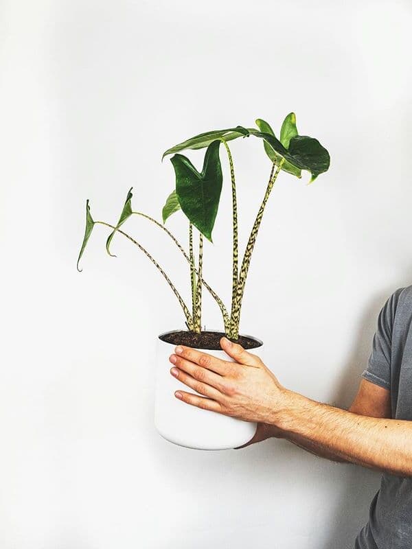 /images/plants/alocasia-zebrina-2.jpg