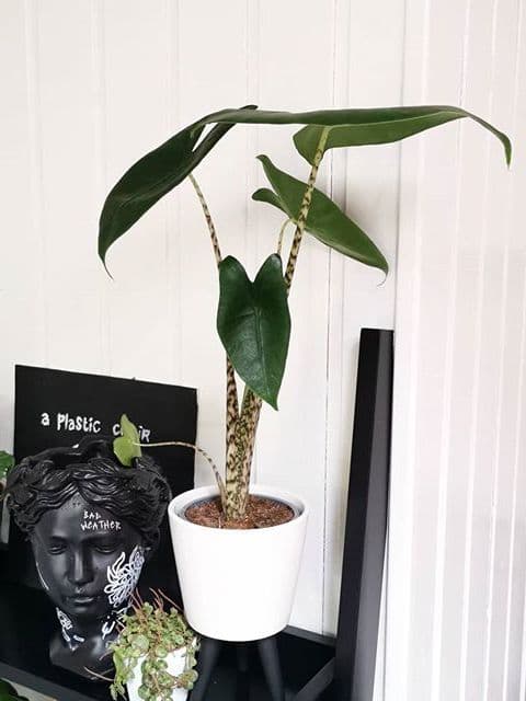 /images/plants/alocasia-zebrina-3.jpg