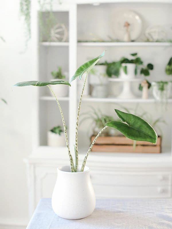 /images/plants/alocasia-zebrina-4.jpg