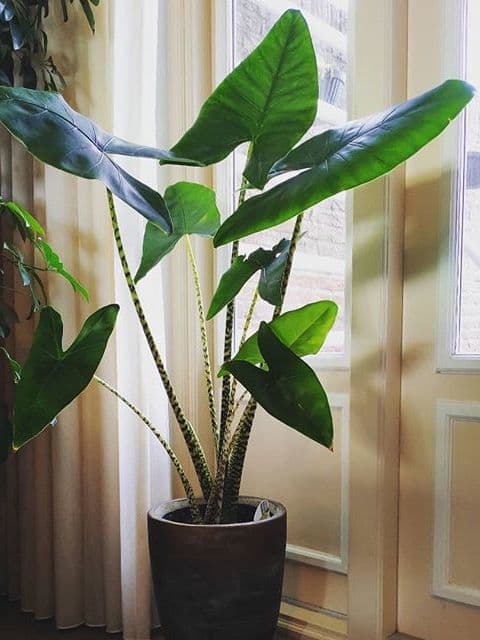 /images/plants/alocasia-zebrina-6.jpg