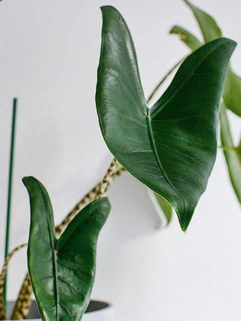 /images/plants/alocasia-zebrina-7.jpg