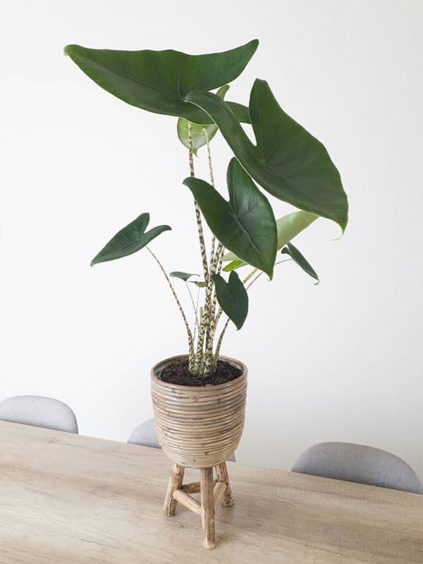 /images/plants/alocasia-zebrina-8.jpg