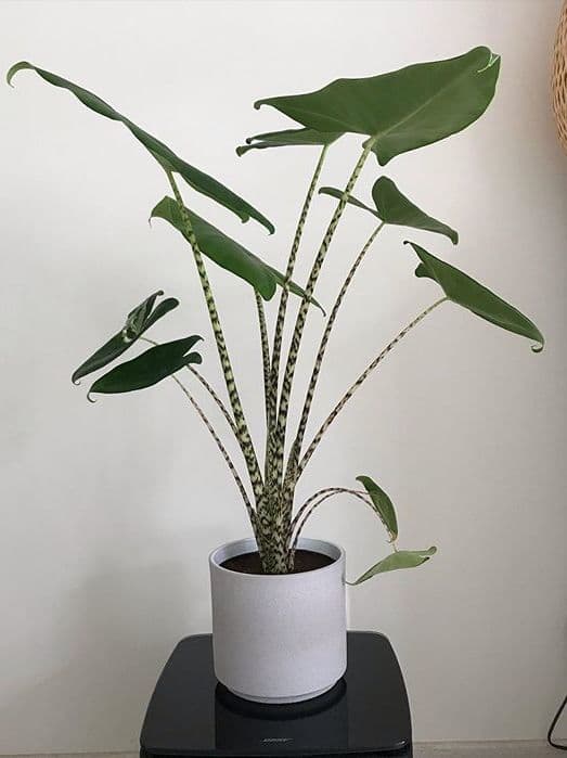 /images/plants/alocasia-zebrina-9.jpg