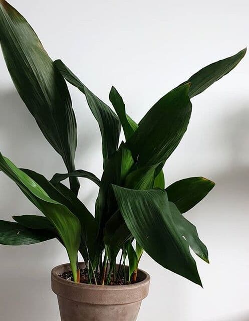 /images/plants/aspidistra-elatior-11.jpg