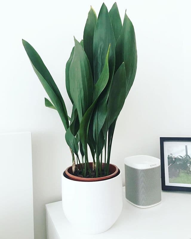 /images/plants/aspidistra-elatior-5.jpg