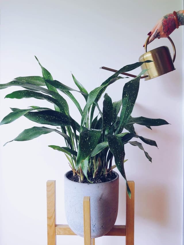 /images/plants/aspidistra-elatior-milky-way-1.jpg