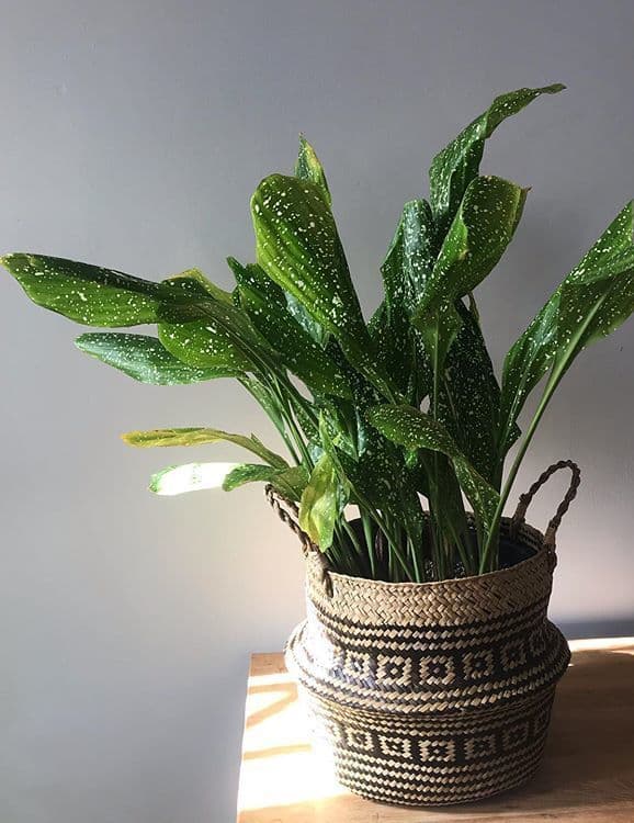 /images/plants/aspidistra-elatior-milky-way-3.jpg